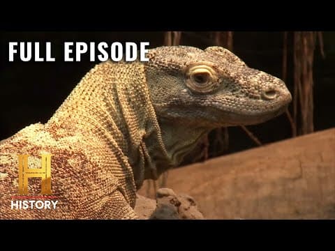 Exploring the Megalania: The Giant Lizard That Once Stalked Humans