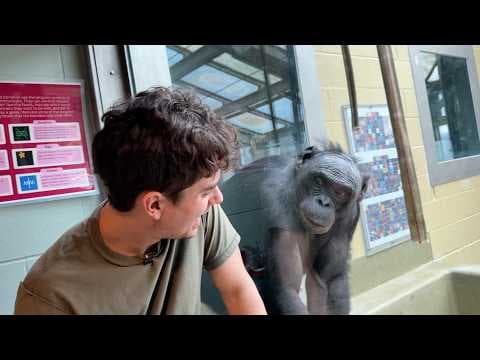 How I Communicated with Bonobos: A Unique Language Learning Experience